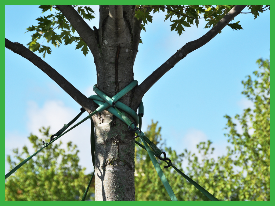 A young tree supported by green tree bracing straps to ensure proper growth and stability. This image represents the professional tree care services offered by Wichita Falls Tree Service, dedicated to maintaining healthy and strong trees in the community.