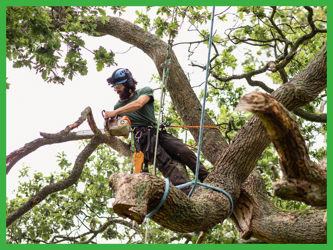 A certified arborist, working for Burkburnett Tree Service, is felling a tree using a chainsaw.