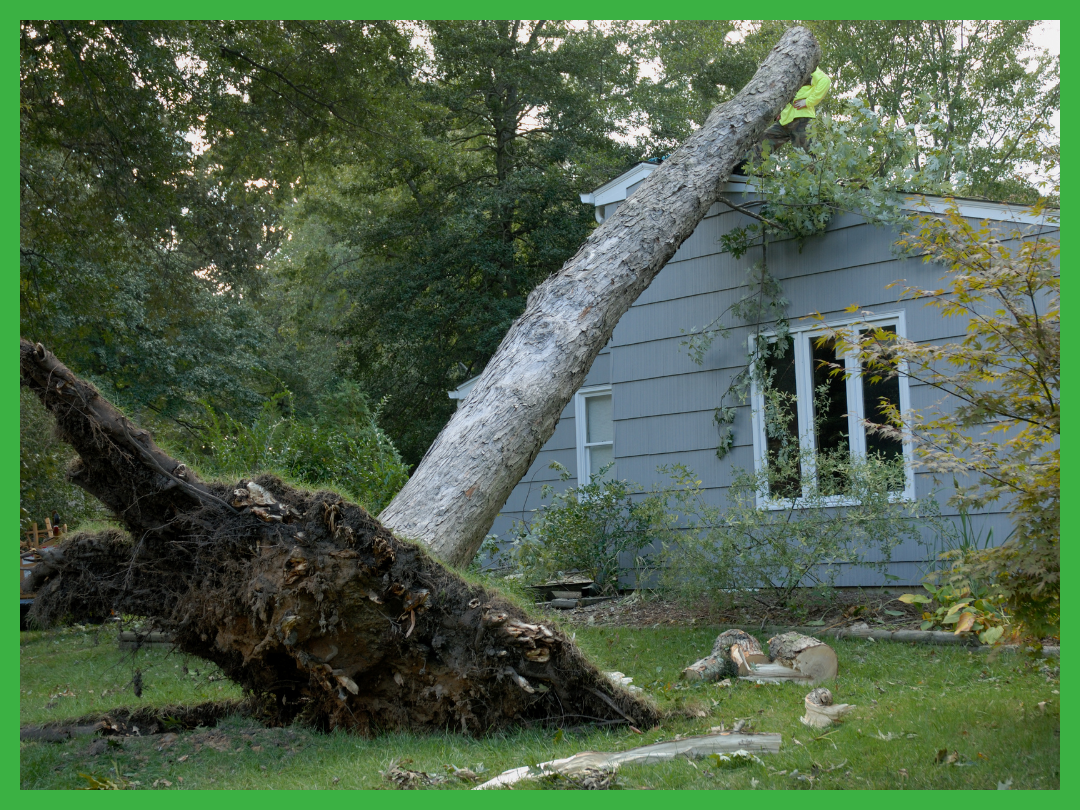 A large tree uprooted and fallen onto a house in Wichita Falls, causing significant damage to the roof and surrounding area. Wichita Falls Tree Service is assessing the damage and planning the removal with their emergency tree services.