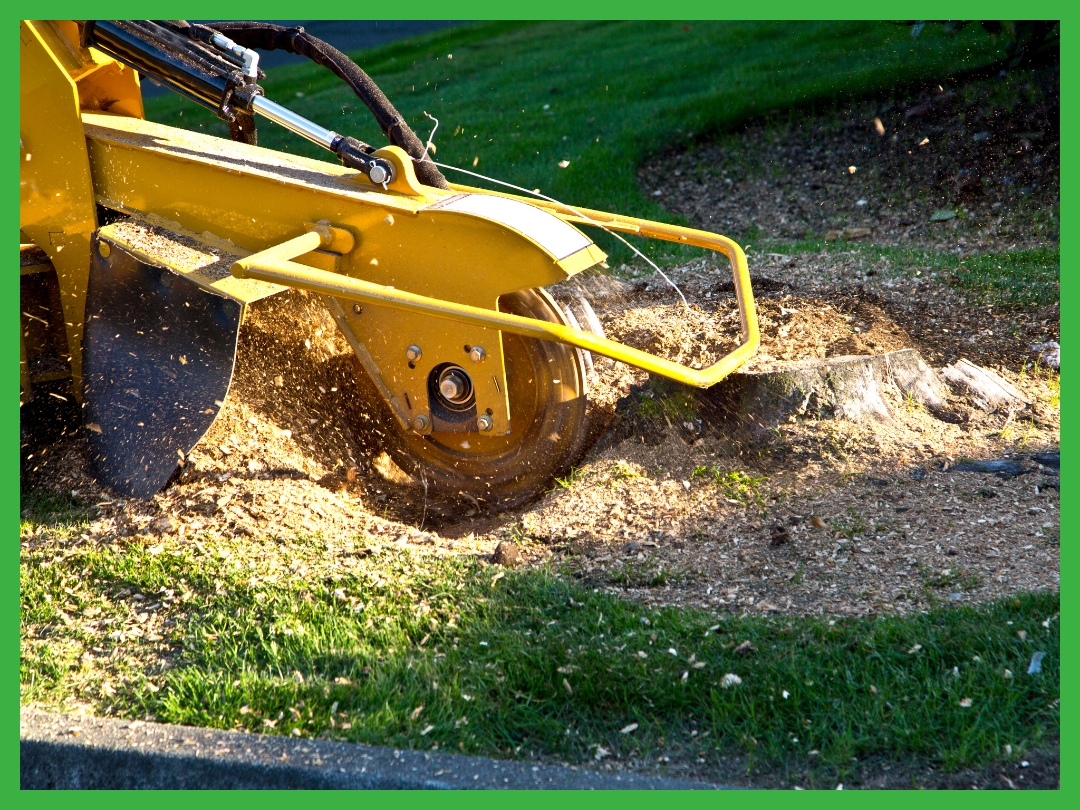 Wichita Falls Tree Service performing professional stump grinding with heavy-duty equipment, removing a tree stump and leaving the area clear and level.