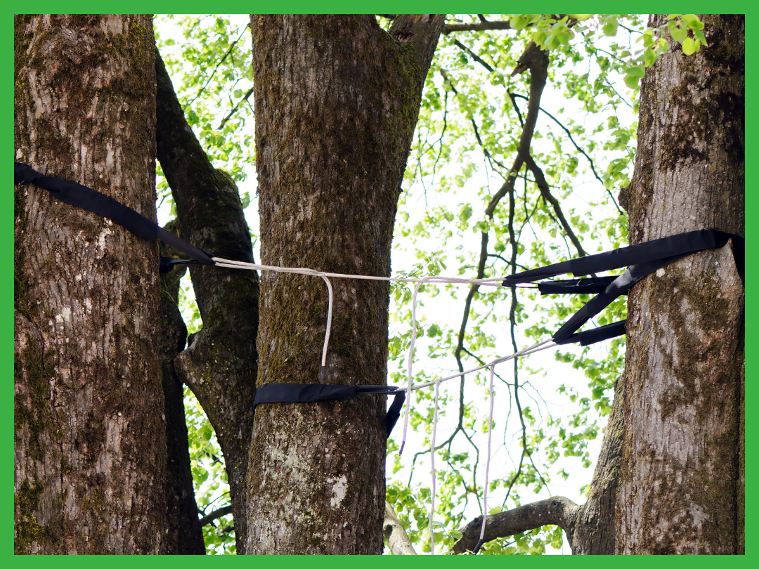 Tree cabling installation on multiple large tree trunks in Wichita Falls, demonstrating the use of black straps and cables to support and stabilize the trees, ensuring their structural integrity and safety.