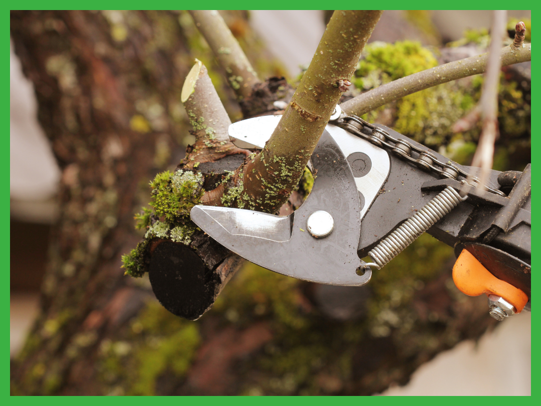 Wichita Falls Tree Service pruning tree branches with shears to improve the structure of the tree.